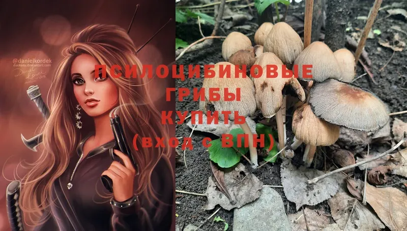 Галлюциногенные грибы Psilocybe  Кудымкар 